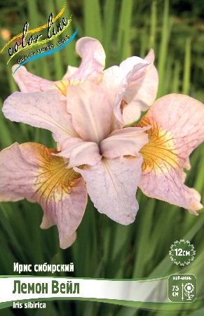 Ирис Лемон Вейл (Сибирский) 1шт (Колорлайн)