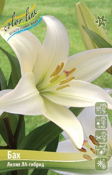 Лилия Бах (ЛА гибрид) 12/14 7шт (Колорлайн)