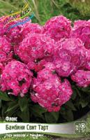 Флокс Бамбини Свит Тарт 1шт (Колорлайн)