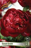 Пион Бакай Белле 2/3 1шт (Колорлайн)