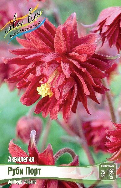Аквилегия Руби Порт 2шт (Колорлайн)