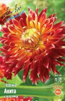 Георгина Акита 1шт (Колорлайн)