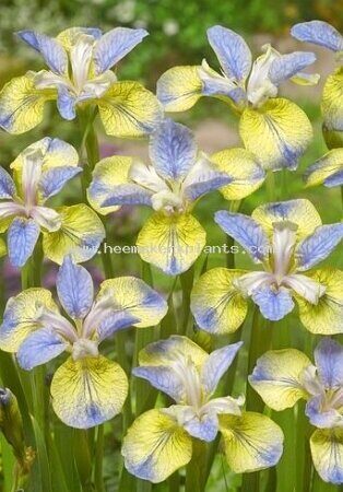 Ирис Типпед Ин Блю (Сибирский) 1шт (Колорлайн)