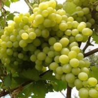 Виноград Алешенькин (коробка) 1шт (Сиб Сад)