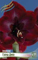 Амариллис Гранд Дива 22/24 1шт (Колорлайн)