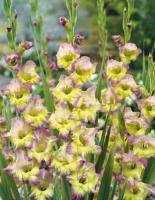 Гладиолус Мунлайт Шэдоу 10/12 5шт (Поиск)