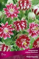 Аквилегия МакКаны Нора Барлоу 1шт (Поиск)