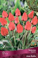 Тюльпан Али-Баба 11/12 10шт (Поиск)
