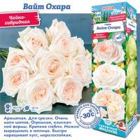 Роза Вайт Охара (Чайно-гибридная) 1шт (Сиб сад)