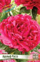 Пион Адольф Руссо 2/3 1шт (Колорлайн)