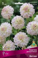 Георгина Виттем 1шт (Поиск)