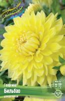 Георгина Бильбао 1шт (Колорлайн)