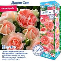 Роза Джет Сет (Флорибунда) 1шт (Сиб сад)