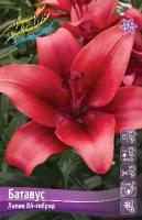 Лилия Батавус (ЛА гибрид) 10/12 7шт (Колорлайн)