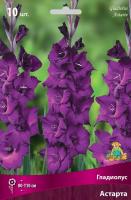 Гладиолус Астарта 10/12 10шт (Поиск)