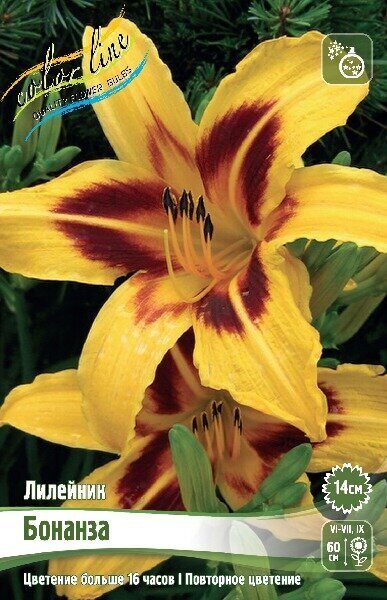Лилейник Бонанза 2шт (Колорлайн)