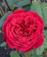 Роза Ботеро (Чайно-гибридная) 1-3 побега ОКС 10шт/пучок (Сиб сад)