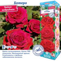 Роза Ботеро (Чайно-гибридная) 1шт (Сиб сад)