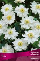Анемона Велвинд 1шт (Поиск)