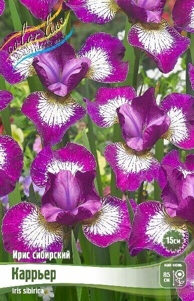 Ирис Каррьер (Сибирский) 1шт (Колорлайн)