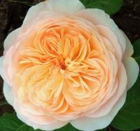 Роза Джульет (Английская) 1-3 побега ОКС 10шт/пучок (Сиб сад)