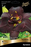 Лилейник Бугимен 1шт (Поиск)