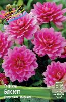 Георгина Блюззет 1шт (Колорлайн)