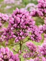 Флокс Бутоник 2шт (Колорлайн)