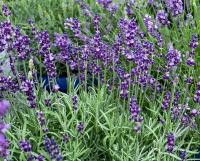 Лаванда Манстед Стрейн Блу узколистная 1шт (Поиск)