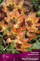 Тюльпан Литтл Принцесс 6/8 10шт (Поиск)