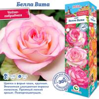 Роза Белла Вита (Чайно-гибридная) 1шт (Сиб сад)