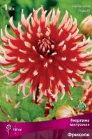 Георгина Фриколе 1шт (Поиск)