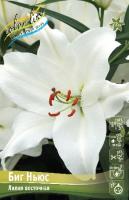 Лилия Биг Ньюс (Восточный гибрид) 13/14 5шт (Колорлайн)