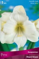 Амариллис Монблан 24/26 1шт (Поиск)