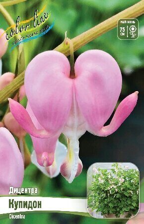 Купить Дицентра Купидон 2/3 1шт (Колорлайн) в АФ "Сибирский сад"