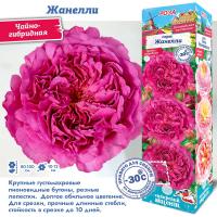 Роза Жанелли (Чайно-гибридная) 1шт (Сиб сад)