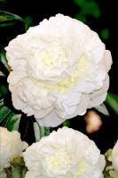 Пион Генри Сасс 2/3 1шт (Колорлайн)