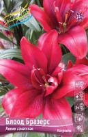 Лилия Блоод Бразерс (Азиатская/Махровая) 12/14 5шт (Колорлайн)