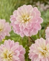 Георгина Брэкенридж Балерина 1шт (Колорлайн)