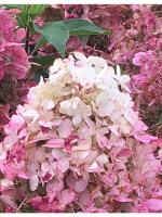 Гортензия Пандриа (Метельчатая) 1шт (Поиск)