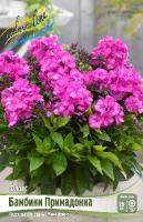 Флокс Бамбини Примадонна 1шт (Колорлайн)