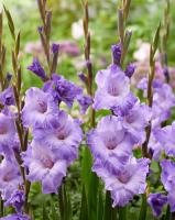 Гладиолус Милка 12/14 5шт (Поиск)