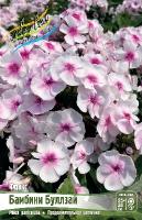 Флокс Бамбини Буллзай 2шт (Колорлайн)
