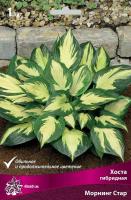 Хоста Морнинг Стар 1шт (Поиск)