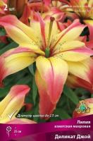 Лилия Деликат Джой (Азиатский гибрид) 12/14 3шт (Поиск)