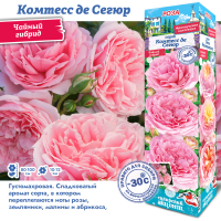 Роза Комтесс де Сегюр (Чайно-гибридная) 1шт (Сиб сад)