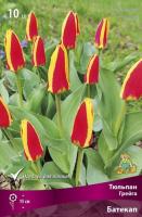 Тюльпан Батекап 11/12 10шт (Поиск)