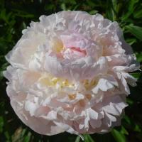 Пион Блаш Квин 2/3 1шт (Поиск)