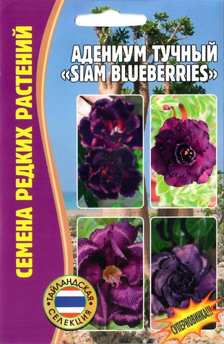 Адениум тучный Siam Blueberries 3шт (Ред.Сем) Адениум тучный Siam Blueberries 3шт (Ред.Сем)