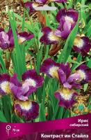 Ирис Контраст ин Стайлз (Сибирский) 1шт (Поиск)